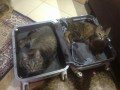 Коты Васи