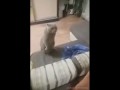 Кот и мужик выясняют чей диван