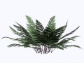 Twins72_plant4