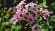 IMG_0014 копия