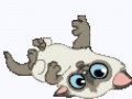 кошки