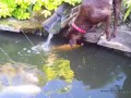 Удивительная дружба собаки и рыбы | Dog & Fish good friends