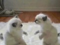 image-_2_
