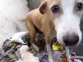 Mother dog bleeding from glass cut rescued
