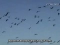 Миграция журавлей