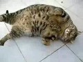 Толстый Кот из м/ф про Кешу
