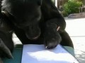 Шимпанзе и ручка