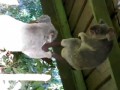 Очень злая коала!