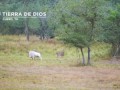 Ram and BIG Buck Fight at Tierra De Dios Ranch
