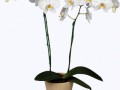 whiteorchids04