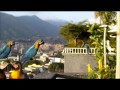 Wild Macaws Come for a Visit