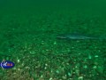 SHARK: Piked dogfish or mud shark (Squalus acanthias) Black sea - Акула катран.