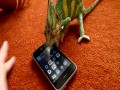 Хамелеон против iPhone