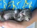 Our 3 weeks old kitten sleeping and purring at the same time.