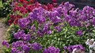 IMG_0036 копия