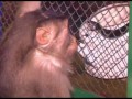 Обезьян в казахском зоопарке согревают глинтвейном