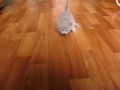Котята учатся ходить