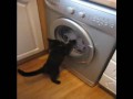 Котик стирает белье