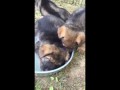 Exhausted puppy falls asleep in water bowl