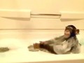 шимпанзе в ванной