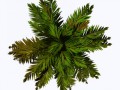 palm_raw_RMA