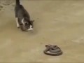 Коты против змей