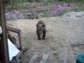 Камчатка - нападение медведя