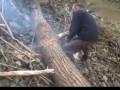Как правильно пилить деревья