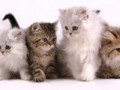 Интересные факты про кошачий язык. Телодвижения