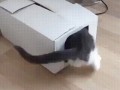 в коляске
