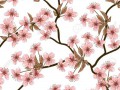 13635611-Cherry-blossom-background-Seamless-flowers-pattern--Stock-Photo