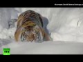 Амурские тигры в Канаде поохотились на беспилотник