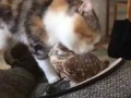 Кошка облизывает совёнка