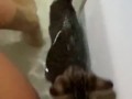 kitten in bath
