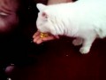 Котёнок Филя и кошка Валя едят кукурузу с рук