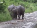 Битва носорогов