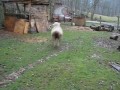 Собака с овцой бегают наперегонки