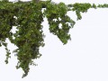 Ivy0062_8_L (1) (1)