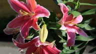 IMG_8868 копия