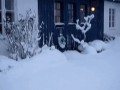 зима-снег-кот