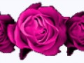 _7_arnusha
