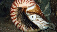 Nautilus-JB-01