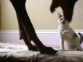 Tiny Kitten Takes On Big Doberman