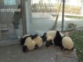 Борьба с пандами