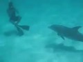 Забавный дельфин