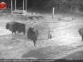 Столкновение зубров с волками (Clash encounters of bisons and wolves)