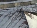 Crow roof tubing (Ворона катается с крыши)