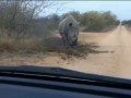 Носорог напал на машину | Rhino attacks car | Rhino vs car