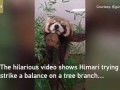 A red panda's 'balancing act'