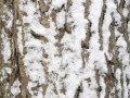 depositphotos_4034961-Bark-covered-in-snow